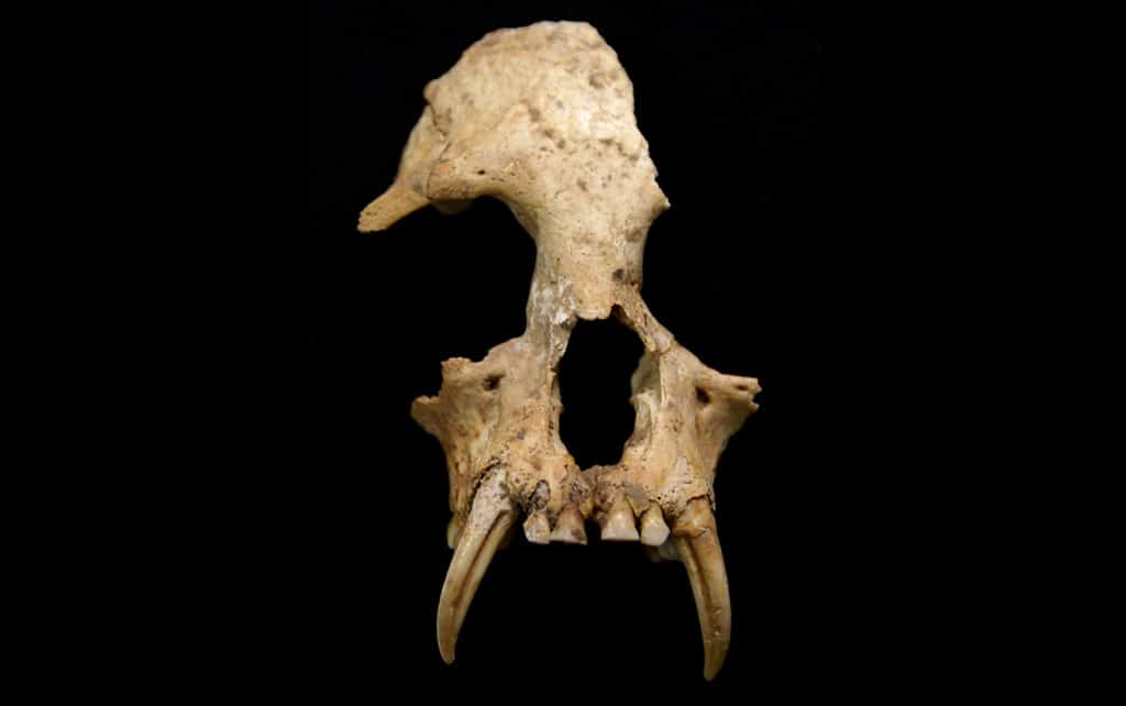 Por fin se sabe a qué animal pertenecía este cráneo hallado en la tumba de la abuela del primer emperador chino