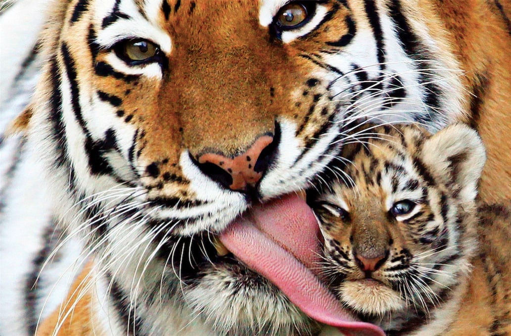 Por primera vez, desde hace 100 años, el número de tigres salvajes ha aumentado