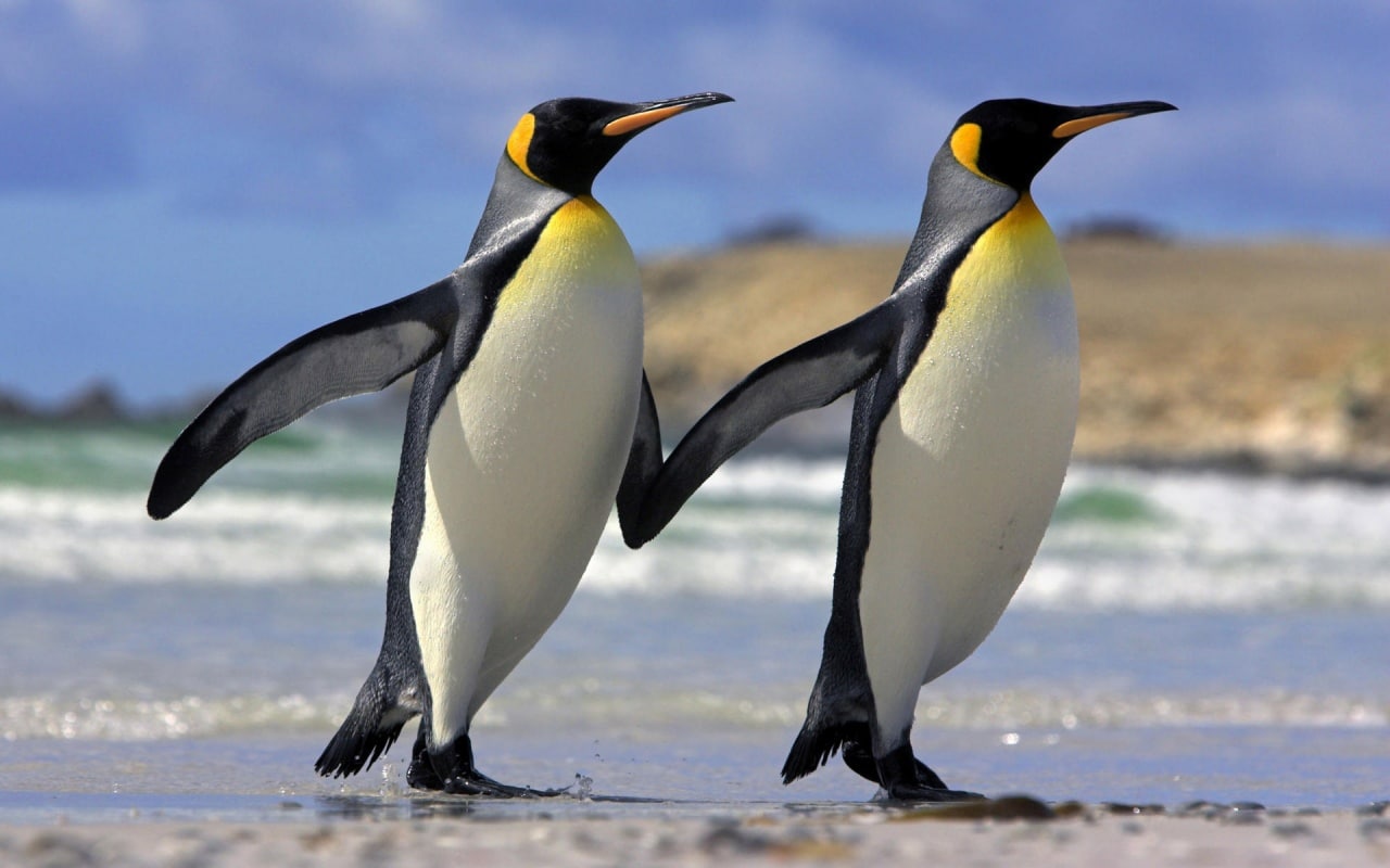 ¿Por qué a los pingüinos no se les congelan los pies en el hielo si no llevan botas?