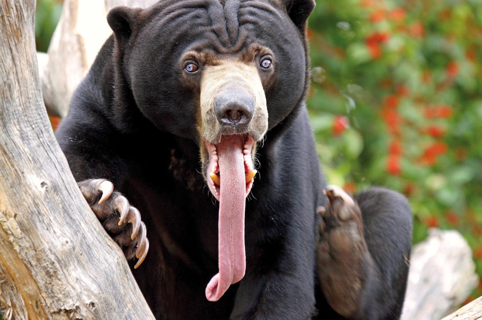 ¿Por qué el oso malayo tiene así la lengua?