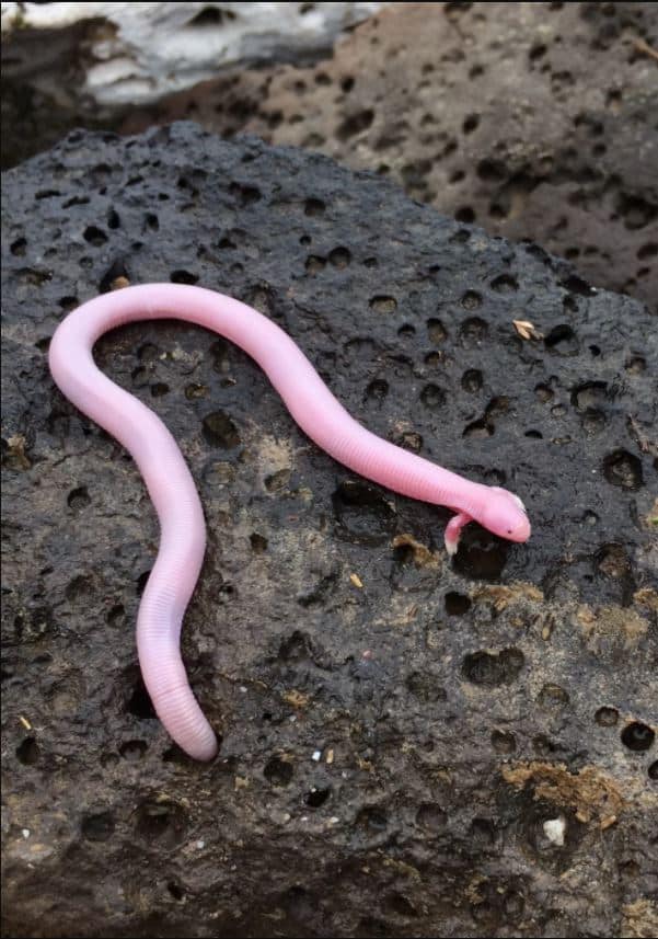¿Por qué es tan especial este lagarto rosa?