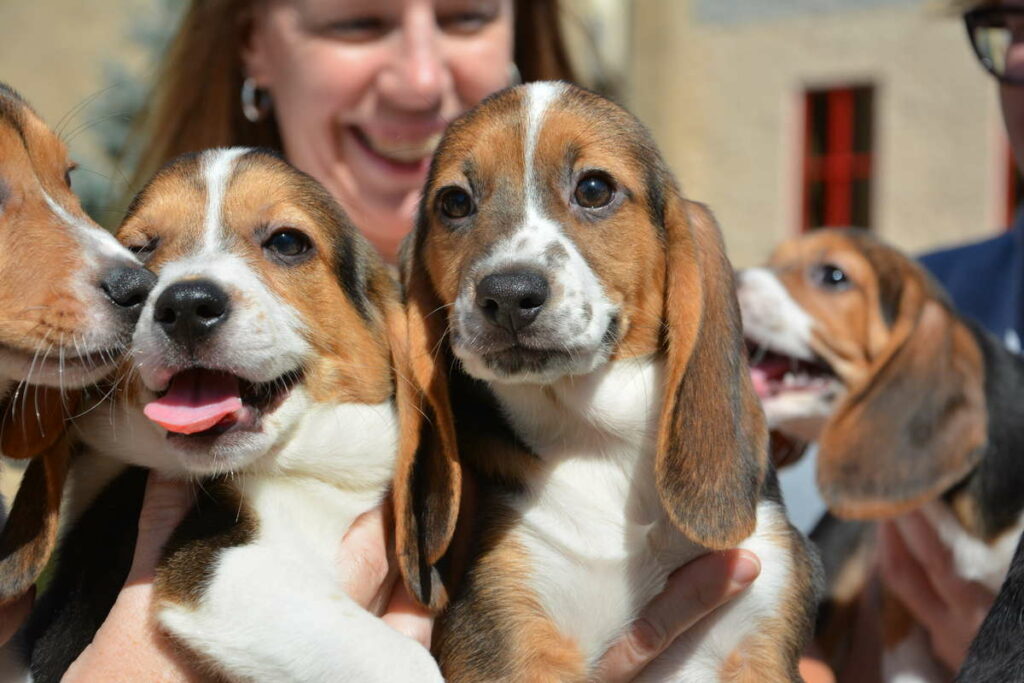 ¿Por qué es tan importante el nacimiento de estos "cachorros probeta"? 1 por que es tan importante el nacimiento de estos cachorros probeta ¿Por qué es tan importante el nacimiento de estos "cachorros probeta"?