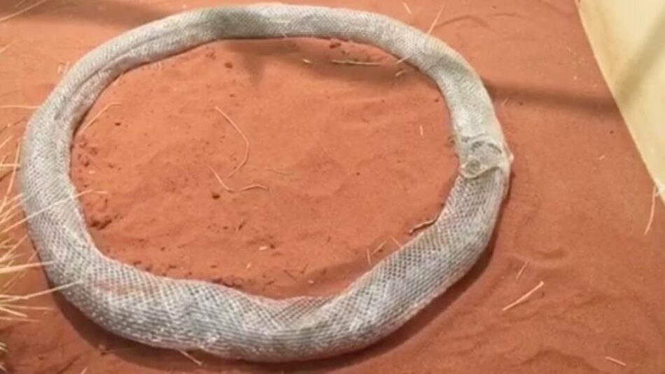 ¿Por qué esta serpiente intenta comerse a sí misma?