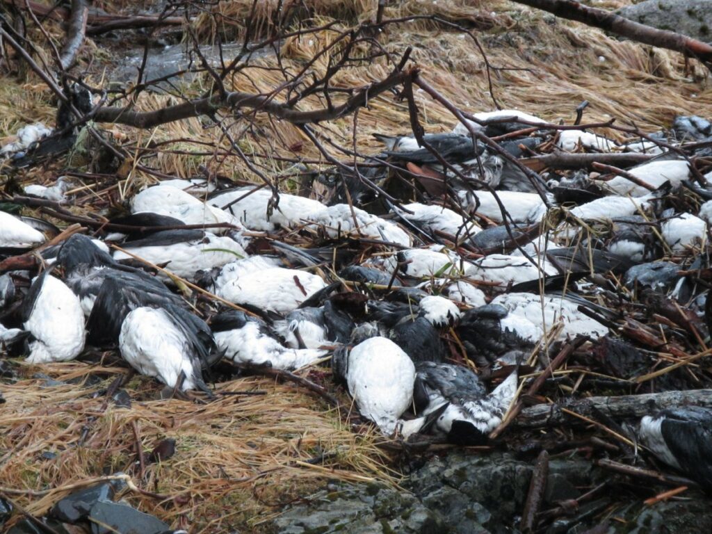 ¿Por qué están apareciendo miles de pájaros muertos en las costas de Alaska? 1 por que estan apareciendo miles de pajaros muertos en las costas de alaska ¿Por qué están apareciendo miles de pájaros muertos en las costas de Alaska?