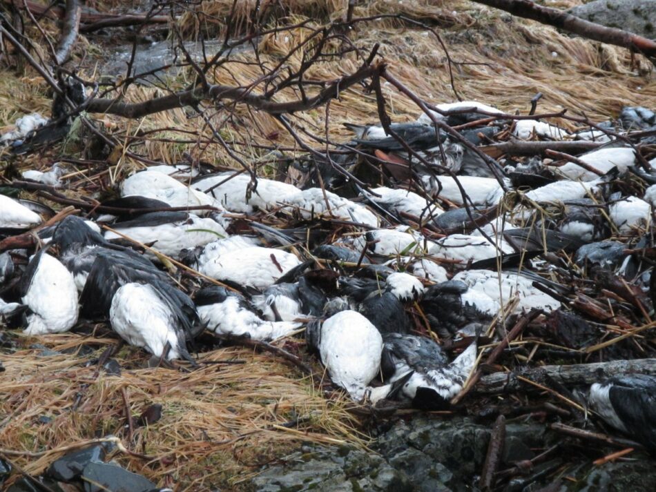 ¿Por qué están apareciendo miles de pájaros muertos en las costas de Alaska?