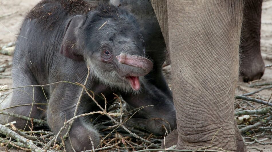 ¿Por qué este bebé elefante es tendencia en las redes sociales?