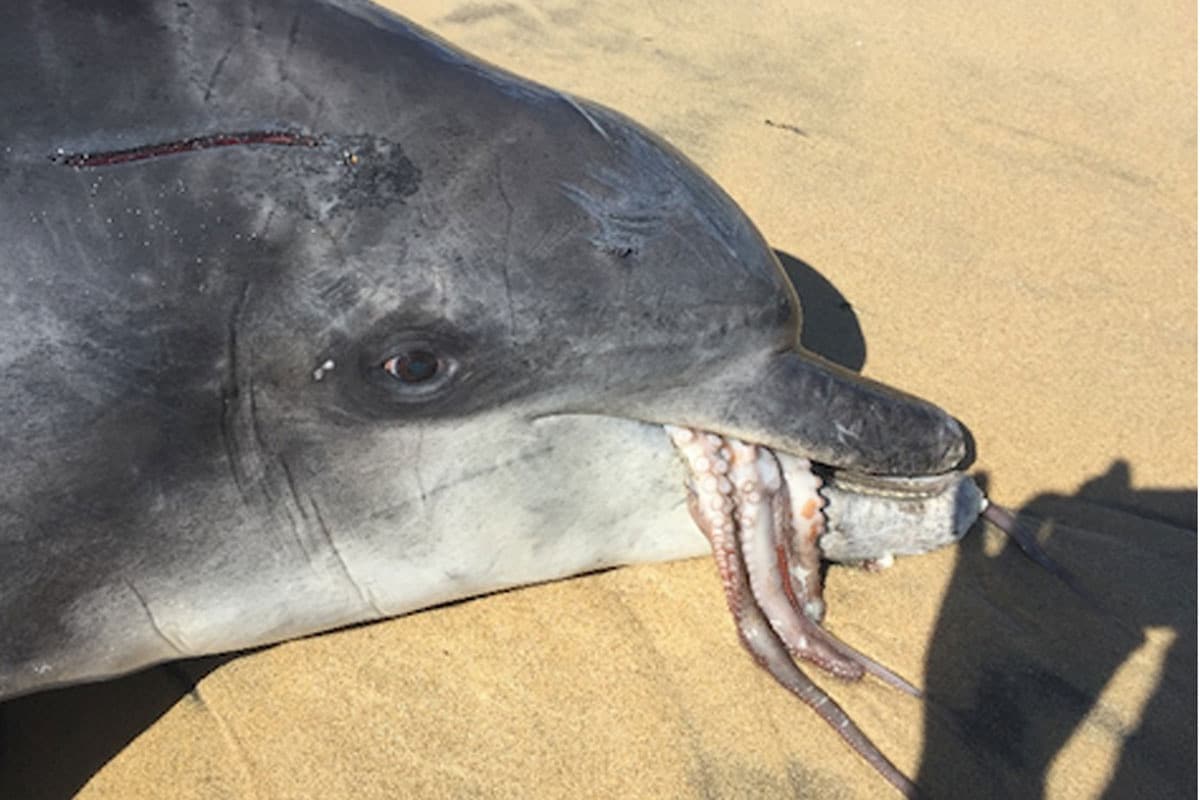 ¿Por qué este delfín ha muerto al intentar comerse un pulpo?