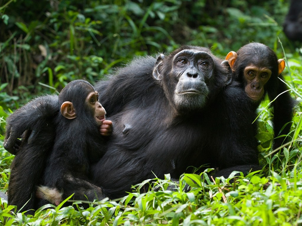 ¿Por qué hay tantos simios mutantes en Uganda?