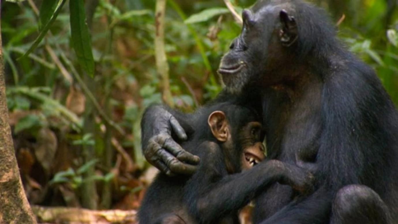¿Por qué las hembras de chimpancé paren lejos de los machos?