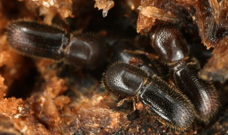 ¿Por qué les gusta el alcohol a los escarabajos?