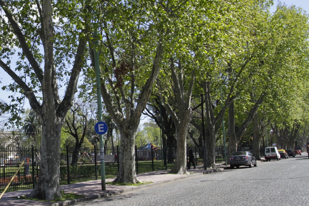 ¿Por qué los árboles están creciendo más rápido en las ciudades que en la naturaleza?