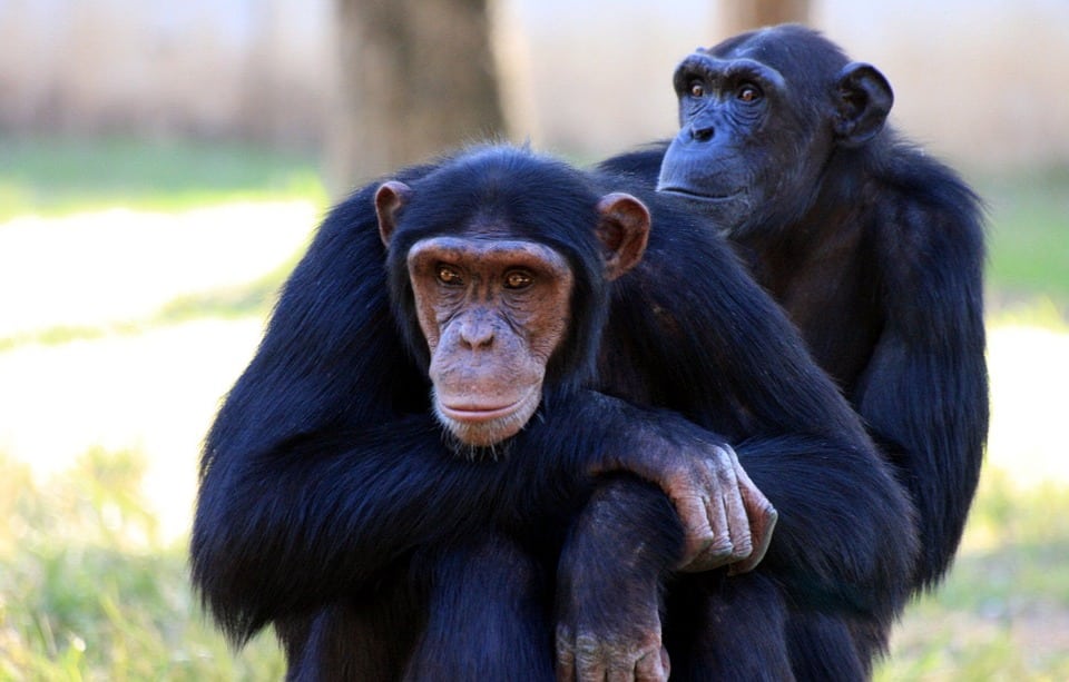 ¿Por qué los chimpancés son más fuertes que los humanos?