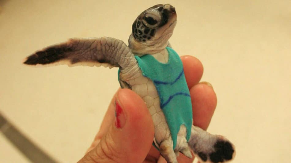 ¿Por qué los científicos han puesto bañador a estas tortugas?