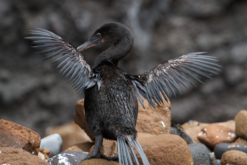 ¿Por qué los cormoranes de las Galápagos perdieron su habilidad para volar?