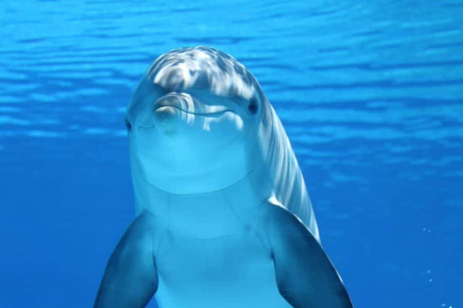 ¿Por qué los delfines que viven en cautividad son más felices que los que están en libertad?
