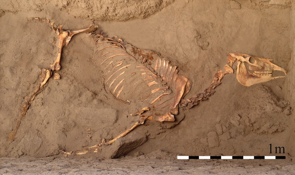 ¿Por qué los egipcios enterraron a este caballo con los mismos honores que a un humano?