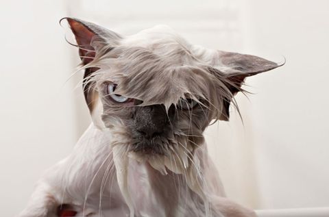 ¿Por qué los gatos odian mojarse?
