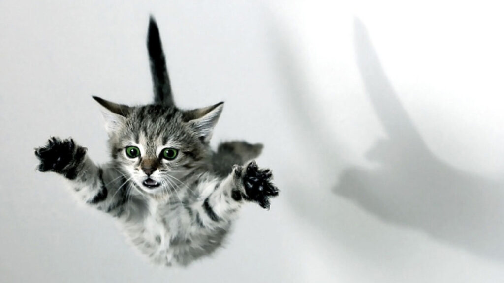 ¿Por qué los gatos suelen caer de pie? 1 por que los gatos suelen caer de pie ¿Por qué los gatos suelen caer de pie?