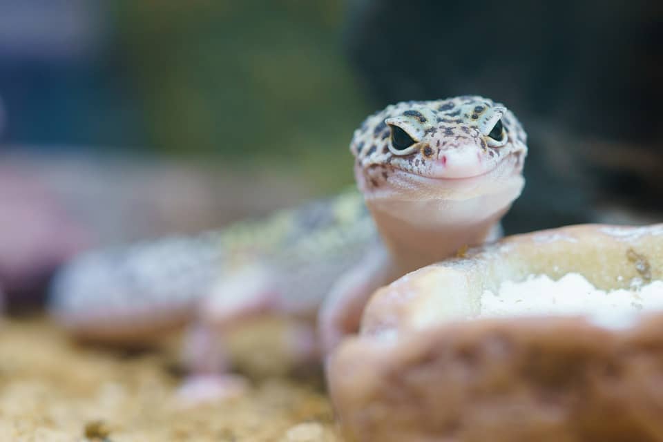 ¿Por qué los lagartos gecko no pueden trepar sobre el teflón?