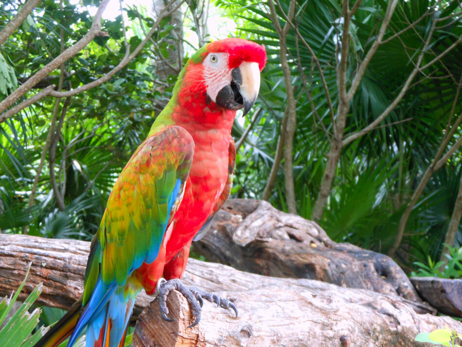 ¿Por qué los papagayos son tan buenos imitando voces?