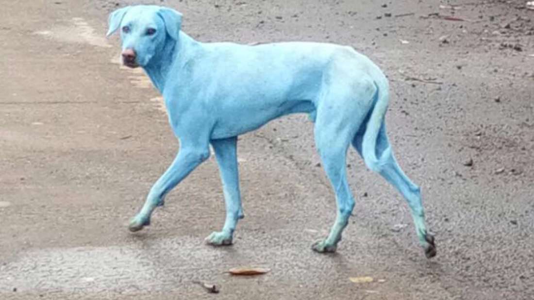 ¿Por qué los perros de Bombay se están volviendo azules?