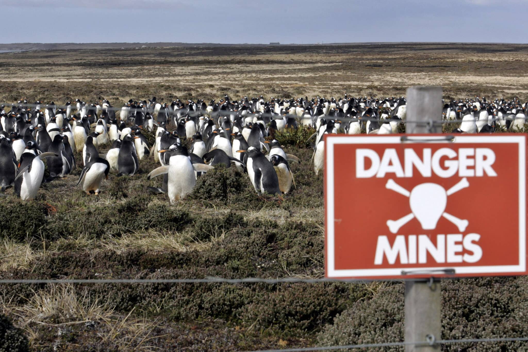 ¿Por qué los pingüinos no activan las minas cuando las pisan?