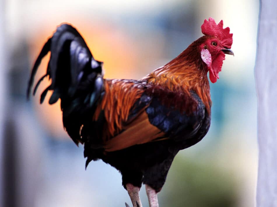 ¿Por qué los testículos de los gallos son importantes para nuestra salud?