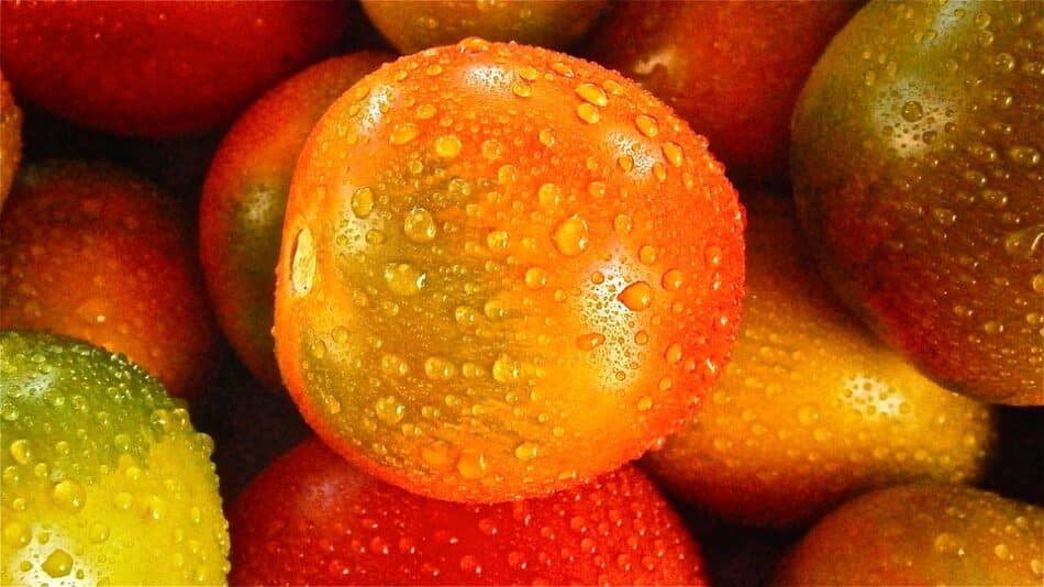 ¿Por qué los tomates pierden sabor en la nevera? Sus genes se congelan