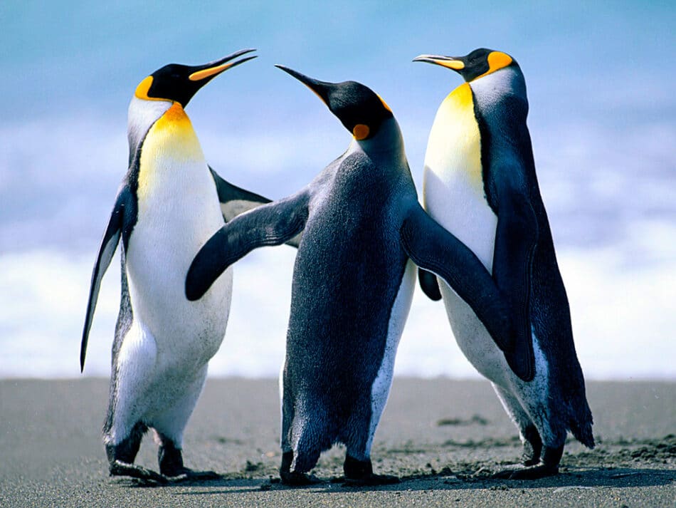 ¿Por qué no vuelan los pingüinos?