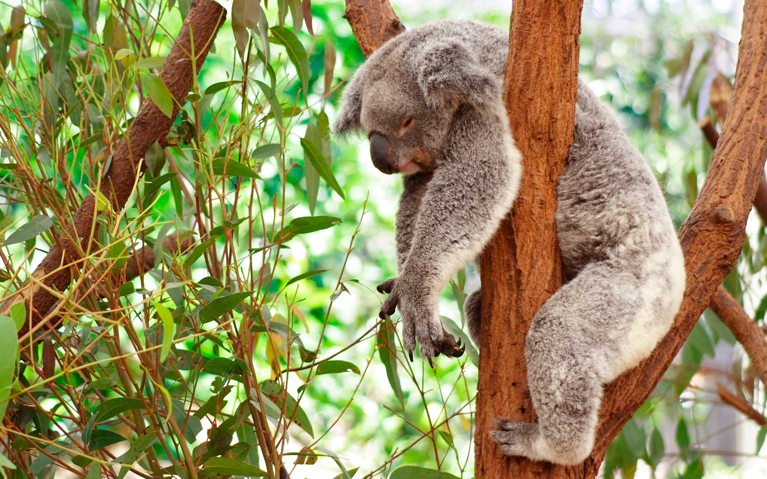 ¿Por qué se abrazan los koalas a los árboles?