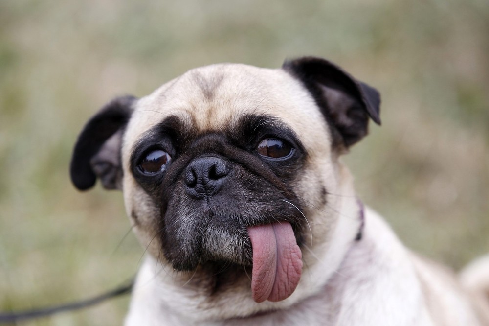 ¿Por qué se dice que la lengua de los perros es desinfectante?