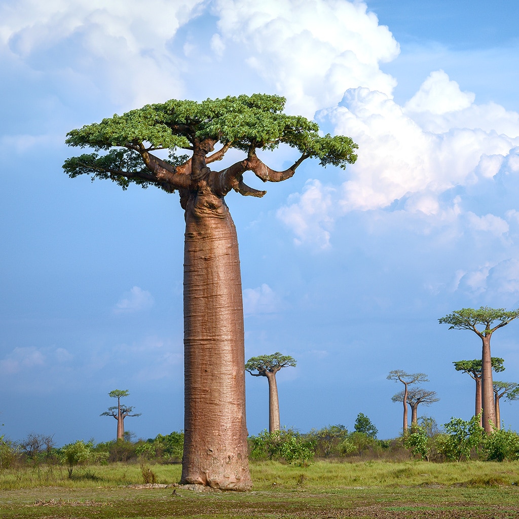 ¿Por qué se están extinguiendo los baobabs?