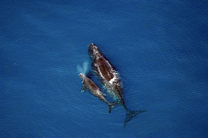 ¿Por qué son tan grandes las ballenas?