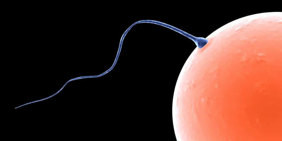 ¿Por qué un espermatozoide triunfa y los demás no?