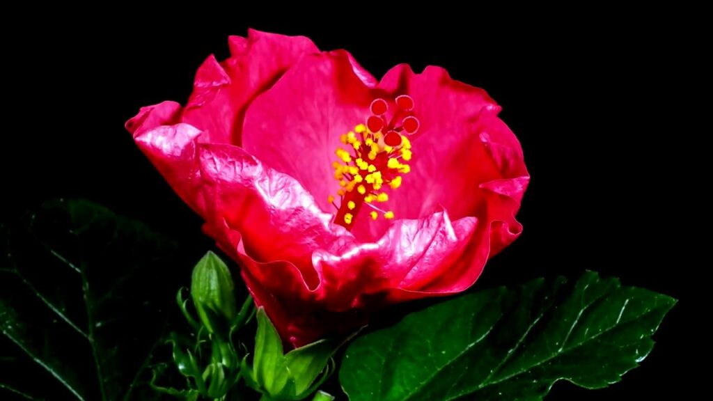 Precioso vídeo que muestra cómo se abren las flores 1 precioso video que muestra como se abren las flores Precioso vídeo que muestra cómo se abren las flores