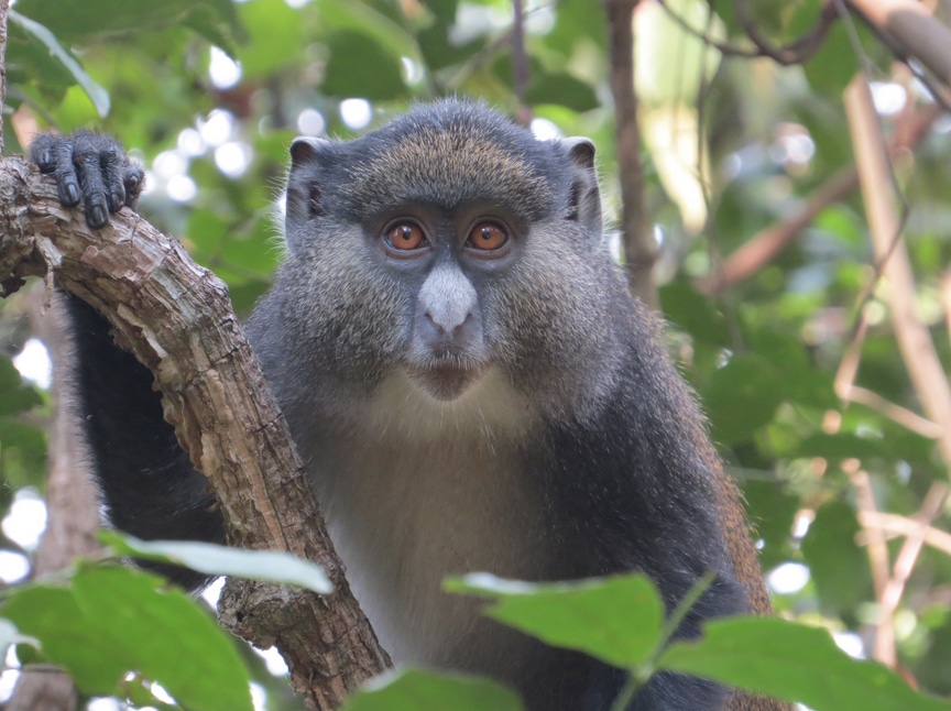 Primera evidencia de dos especies de primates diferentes apareándose