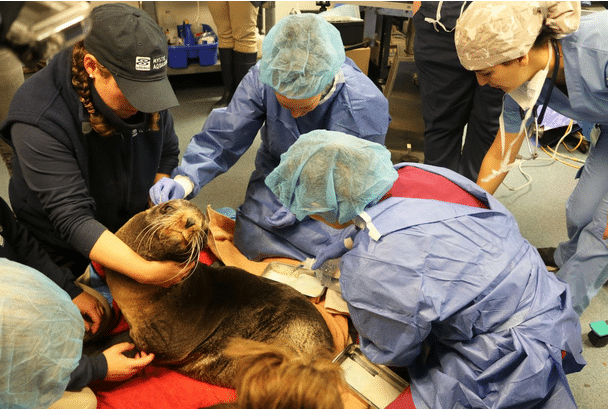 Primera intervención cerebral a un lobo marino