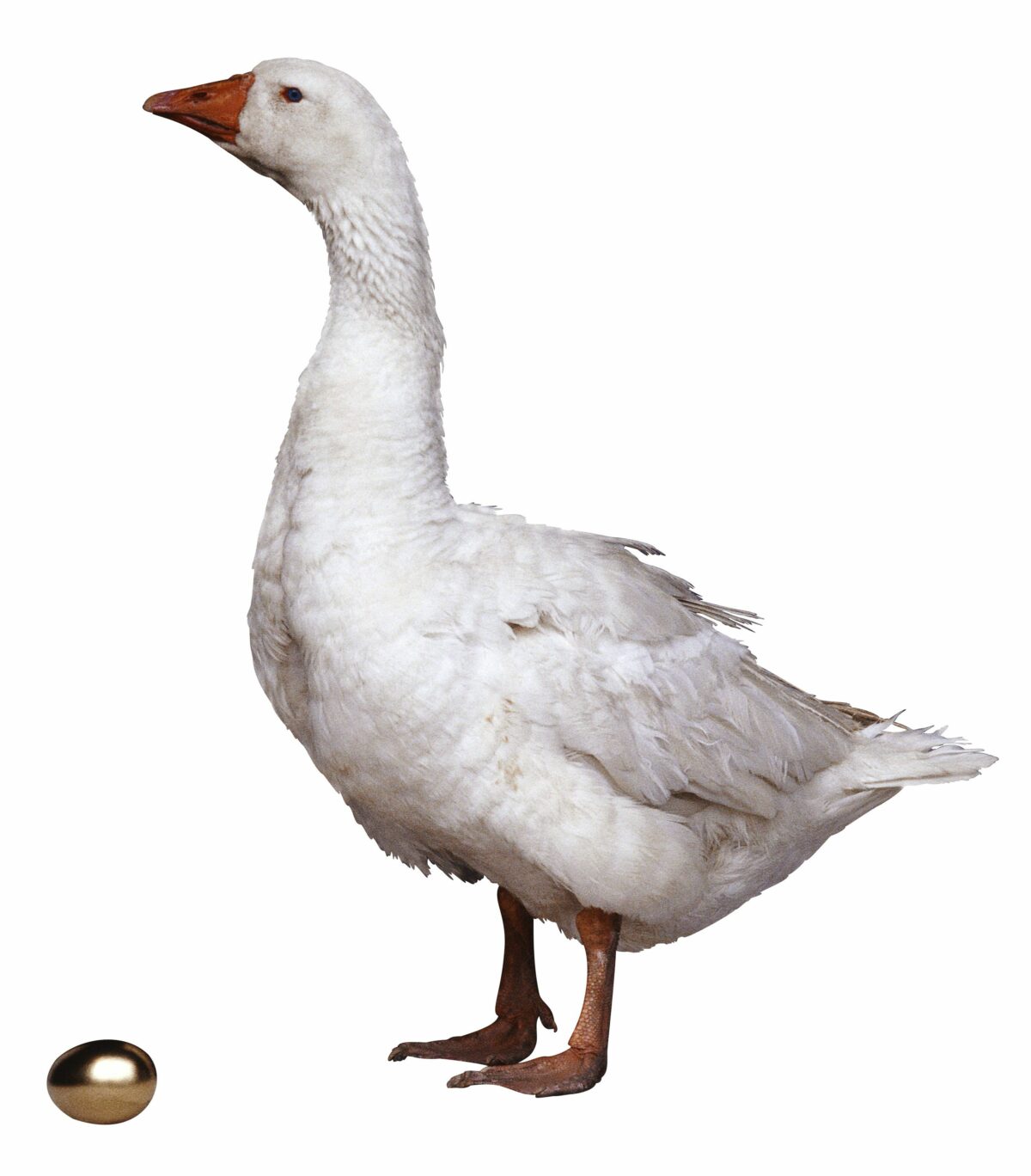 Prohibido el foie de pato