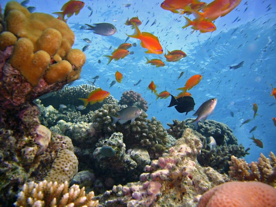 Protección solar para corales