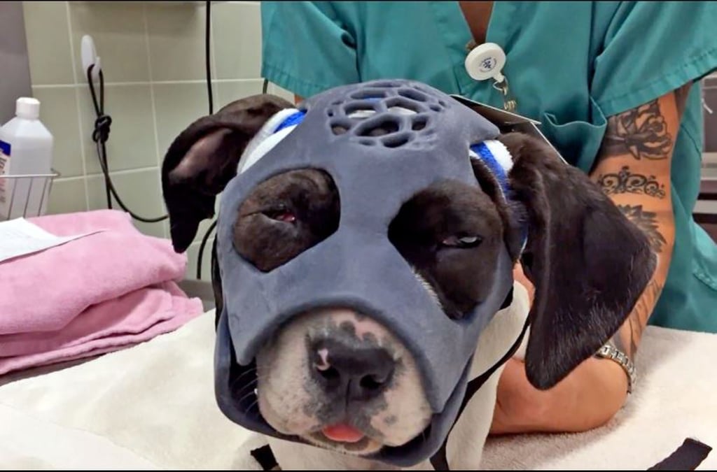 Prueban una máscara facial para un perro con el cráneo fracturado