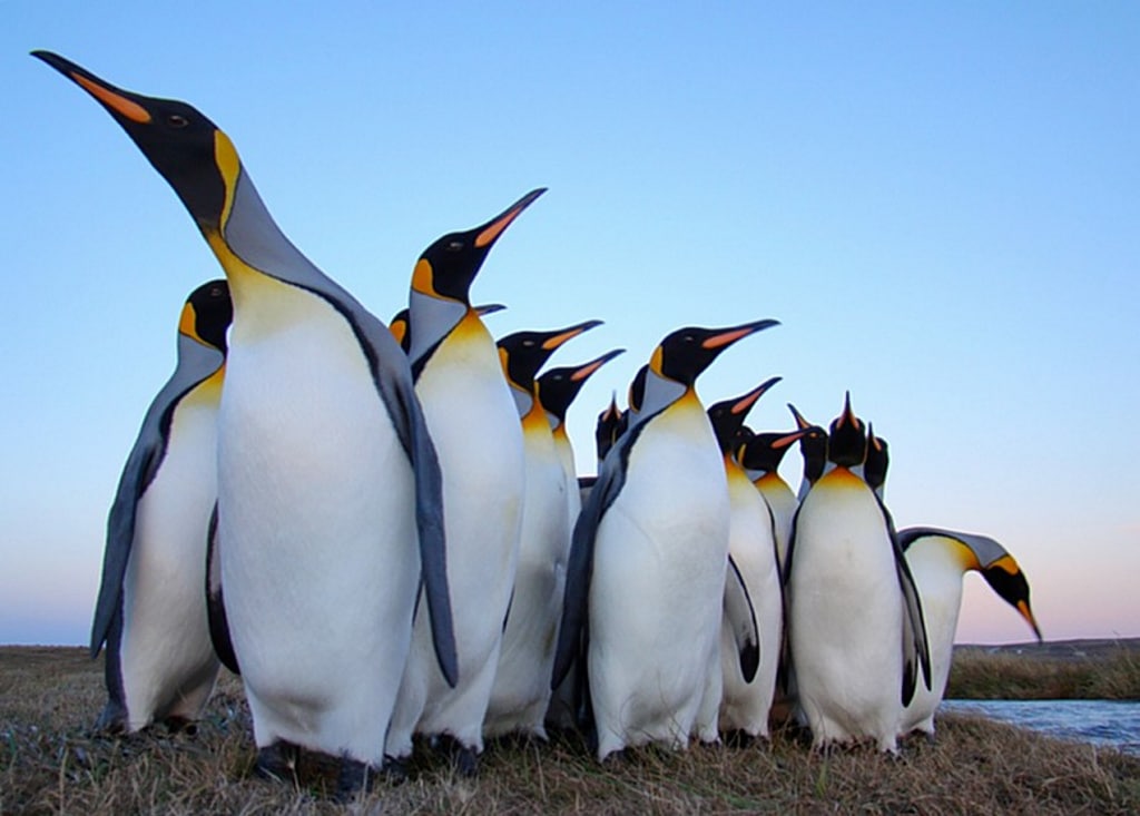 ¿Puede hacer demasiado frío para los pingüinos? Sí