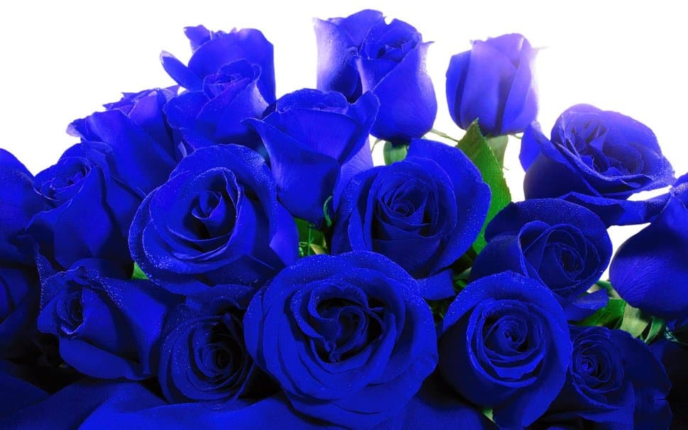 ¿Pueden las rosas florecer de color azul? Ahora sí