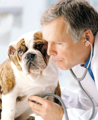¿Pueden los médicos tratar animales?