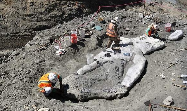 ¿Qué demonios hacía el fósil de una ballena en una montaña?