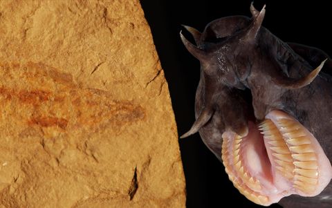 ¿Qué es este extraño pez de hace cien millones de años?