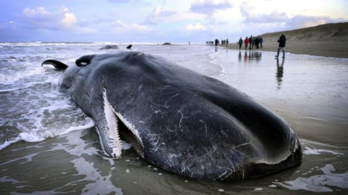 ¿Qué es lo que está matando a ballenas y cachalotes?