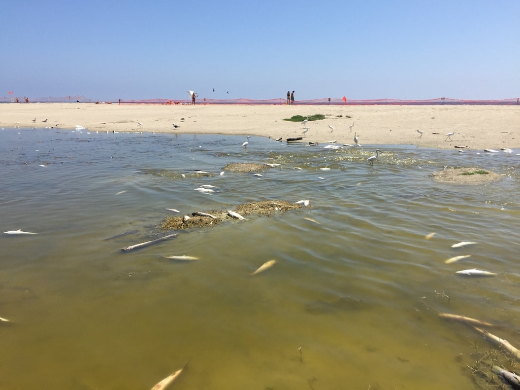 ¿Qué es lo que ha matado a miles de peces en este lago de California?