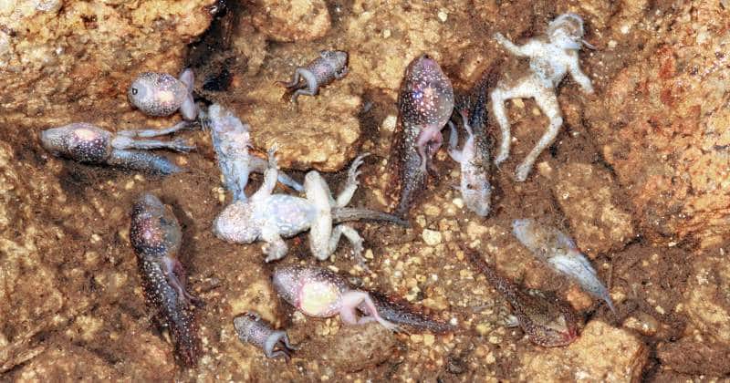 ¿Qué está matando a los anfibios de Portugal? ¿Puede ocurrir en España?