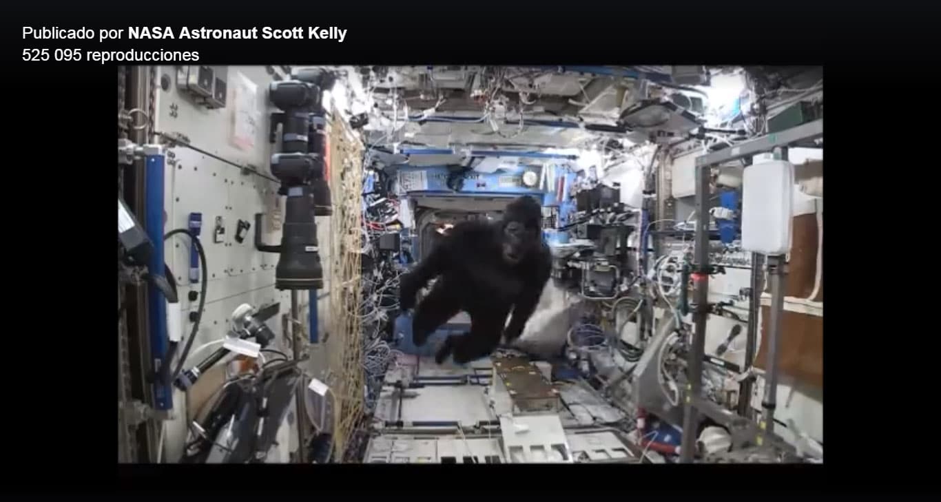 ¿Qué hace un gorila en la Estación Espacial Internacional?