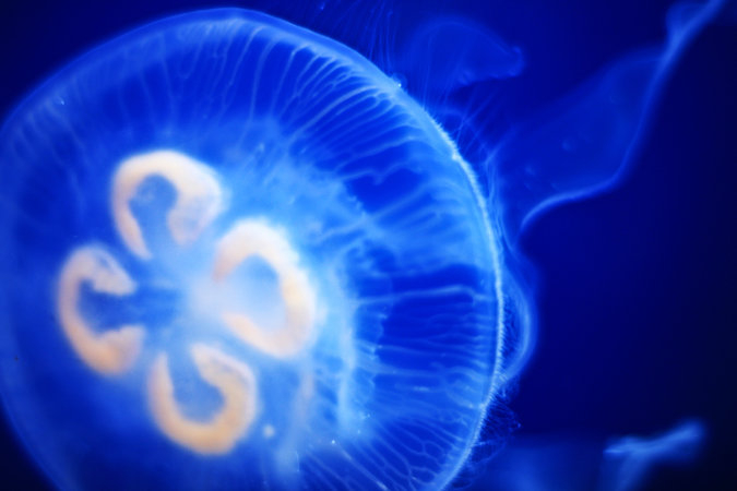 ¿Qué hacen las medusas cuando pierden un tentáculo?